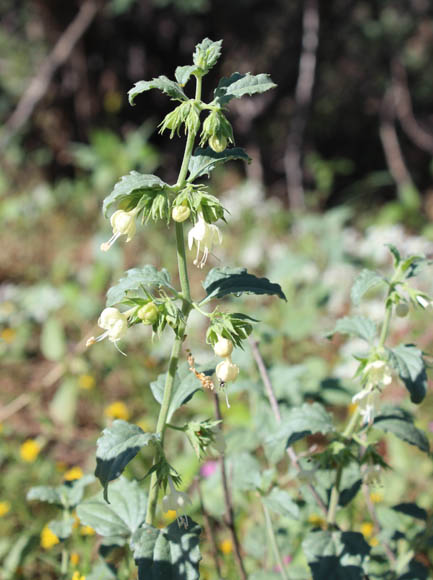  Tetraclea coulteri A. Gray 